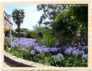Agapanthes sur l'�le de Br�hat