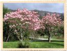 Magnolias en fleurs