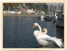 Cygnes sur le port de pontrieux